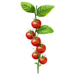 Tomato Plant Leaves Png Pvk35 PNG Image