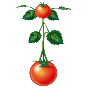 Tomato Plant Png 10 PNG Image