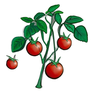 Tomato Plant Seedlings Png 06212024 PNG Image