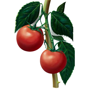 Tomato Plant Vine Png 15 PNG Image