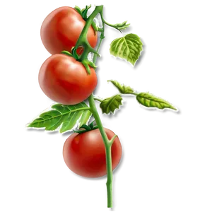 Tomato Plant Vine Png Ftl PNG Image