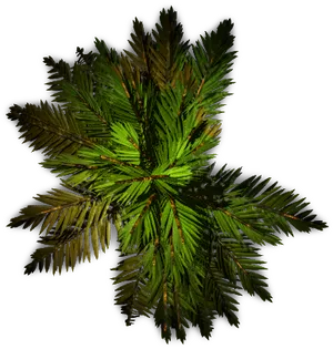 Top Down Viewof Palm Tree PNG Image