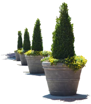 Topiary Conesin Flower Pots PNG Image