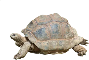 Tortoise Profile Black Background PNG Image