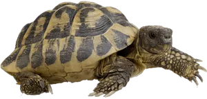 Tortoise_ Profile_ View PNG Image