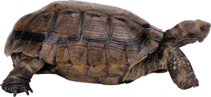 Tortoise Side View Transparent Background PNG Image