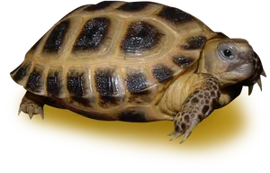 Tortoiseon Yellow Background.png PNG Image