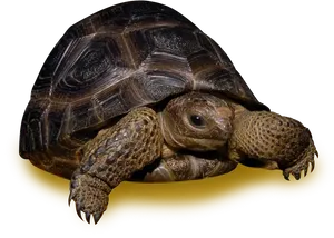 Tortoiseon Yellow Background.png PNG Image