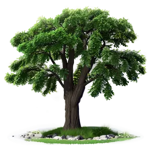 Towering Elm Tree Png 9 PNG Image