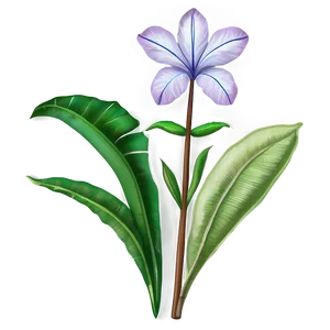 Traditional Botanical Print Png Dgu PNG Image