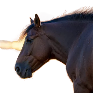 Tranquil Mustang Horse Sunrise Png Tpn94 PNG Image