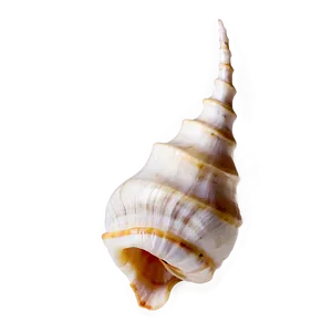 Transparent Background Conch Shell Png Gqn PNG Image