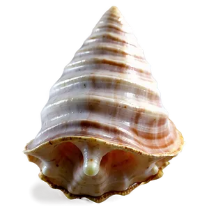 Transparent Background Conch Shell Png Mxc PNG Image