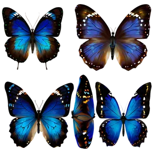 Transparent Blue Butterflies Png Drc PNG Image