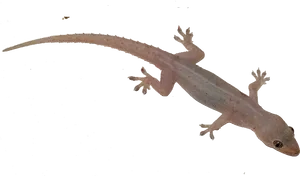 Transparent Geckoon Blue Background PNG Image