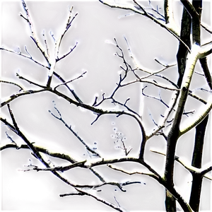 Tree Branches Png Xwo PNG Image