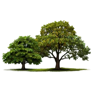 Tree Elevation C PNG Image