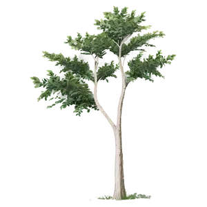 Tree Elevation Png Cbs49 PNG Image