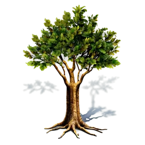 Tree Shadow B PNG Image