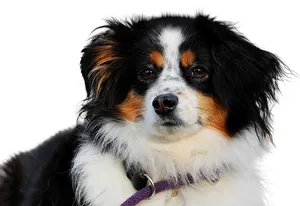 Tricolor Australian Shepherd Portrait PNG Image