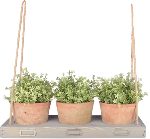 Triple Hanging Plantson Shelf PNG Image