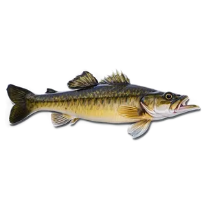 Trophy Walleye Catch Png 96 PNG Image