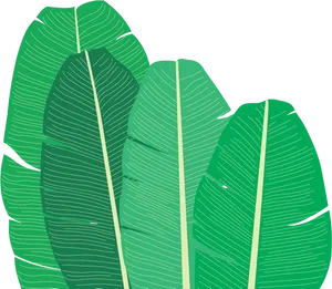 Tropical Banana Leaves Illustration PNG Image