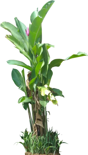 Tropical Banana Tree With Flower PNG Image