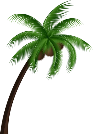 Tropical Coconut Palm Tree PNG Image