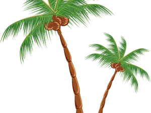 Tropical Coconut Palms PNG Image