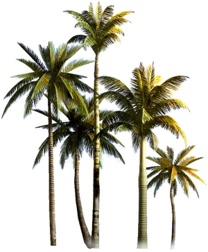 Tropical_ Coconut_ Palms_ Isolated PNG Image