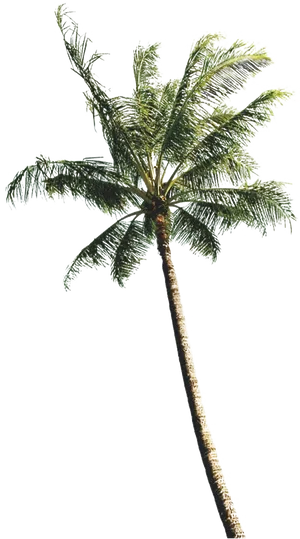 Tropical Coconut Tree Against Sky PNG Image