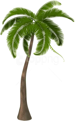 Tropical Coconut Tree Illustration PNG Image