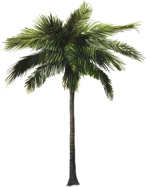 Tropical Coconut Tree Illustration PNG Image