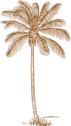 Tropical_ Coconut_ Tree_ Illustration PNG Image