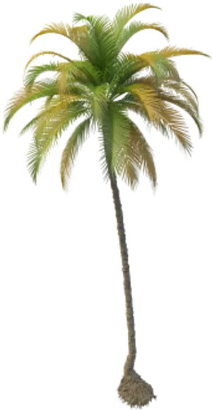 Tropical Coconut Tree Isolated PNG Image