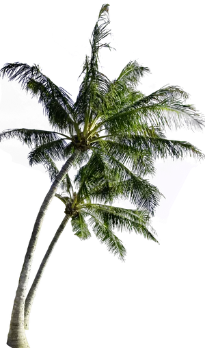 Tropical Coconut Tree Isolated PNG Image