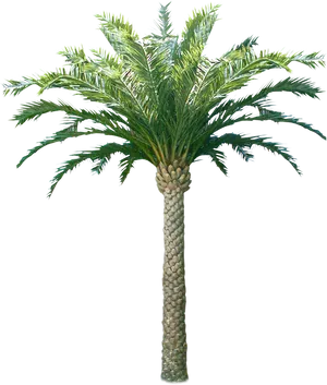 Tropical Coconut Tree Isolated PNG Image