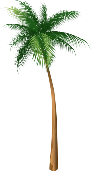 Tropical Coconut Tree Vector PNG Image