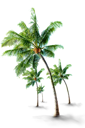 Tropical Coconut Trees Against Black Background PNG Image