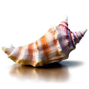 Tropical Conch Shell Png Nps26 PNG Image