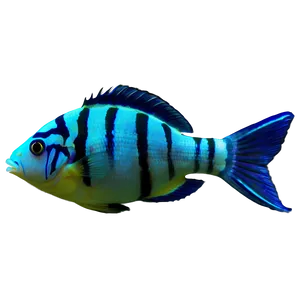 Tropical Fish Collection Png Oar PNG Image