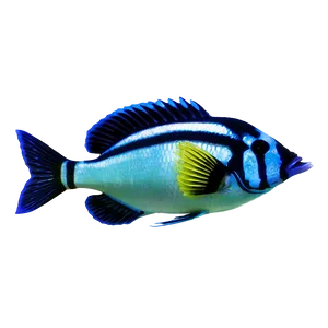 Tropical Fish Png 05232024 PNG Image