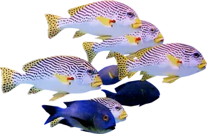 Tropical Fish Schooling Together PNG