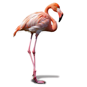 Tropical Flamingo B PNG Image