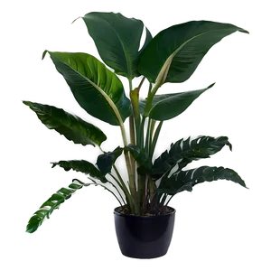 Tropical House Plants Png 06252024 PNG Image