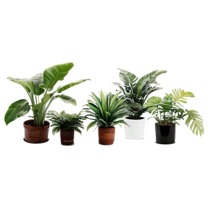 Tropical House Plants Png 19 PNG Image