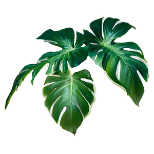 Tropical Leaf Background Png 06122024 PNG Image