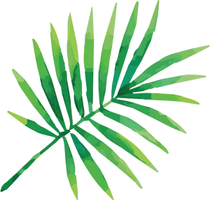 Tropical Palm Frond Illustration PNG Image