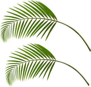 Tropical Palm Leaves Gray Background PNG Image